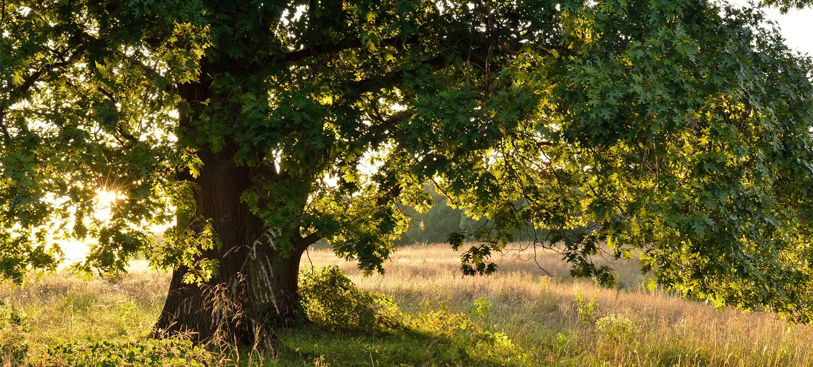 Hammock Oaks Reserve All Ages Master Planned Community With Homes & Amenities Lady Lake FL