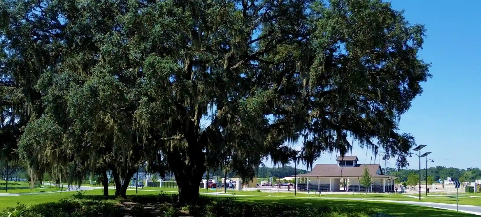 Some Oak Trees at Hammock Oaks Amenity Center